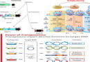 Transposable DNA element | Classification of Transposable Elements (TEs)