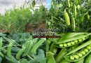 Green peas farming information and it’s health benefits