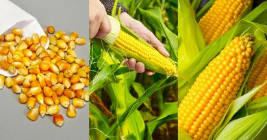 How To Grow Corn in Your Backyard Garden?