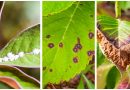 What are the Causes and Solutions of Hydrangea Leaves Turning Brown?