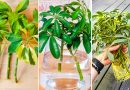 How to Propagate Schefflera in Water?