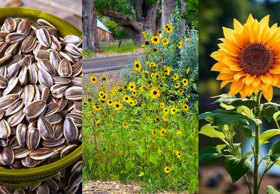 Farming Sunflower: Seed to Harvest