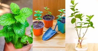 How to Transplant Mint in 3 Ways