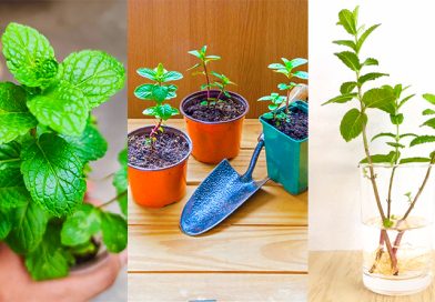 How to Transplant Mint in 3 Ways