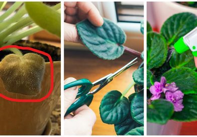 Treatment and Prevention of Rusts on African Violet Leaves