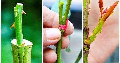 How to Graft a Rose Plant | Tips for Successful Rose Grafting