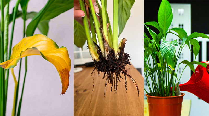 Signs of Overwatered Peace Lily (Step by Step Solution)