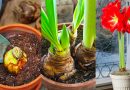 How to Grow and Care for Amaryllis All Year Round