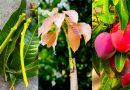 Which grafting is best for mangoes?