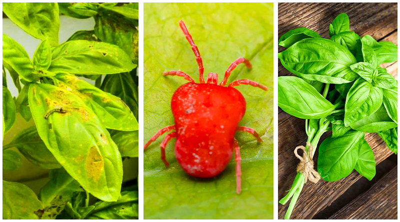 Reason of Basil Stem Turning Brown and Solution