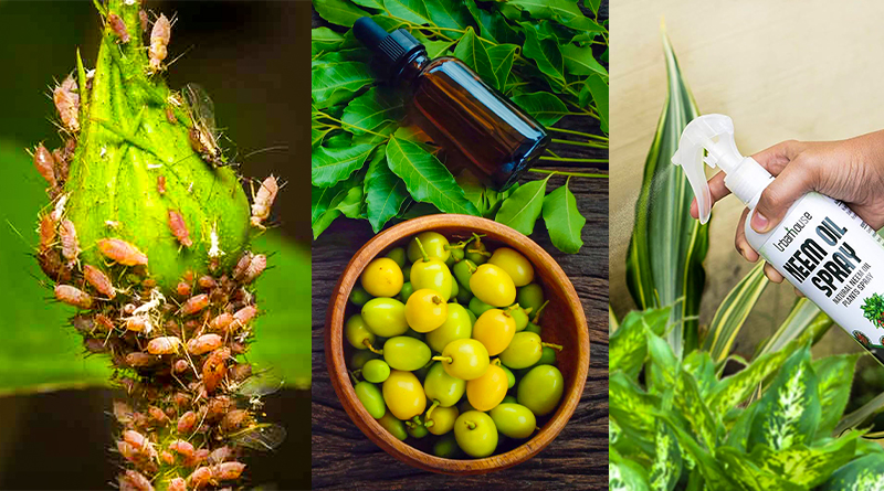 Neem Oil for Plants How and When to Use It on Plants