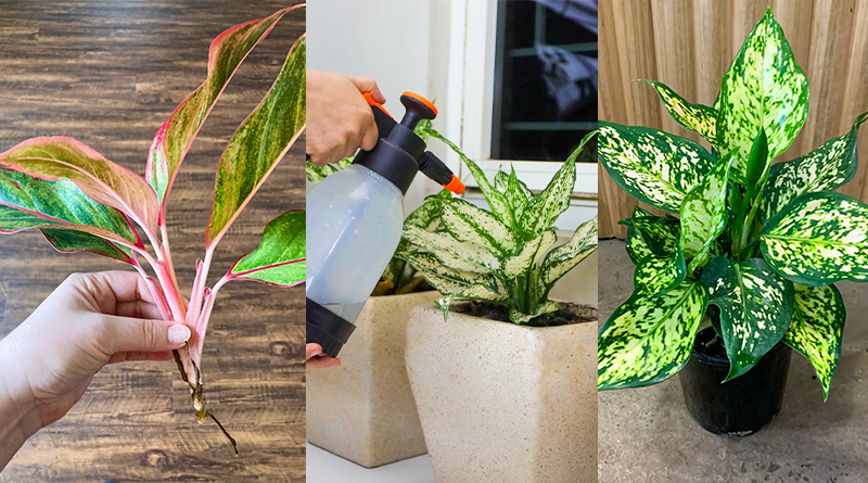 How to Grow & Care for Aglaonema Plants (Chinese Evergreen)?