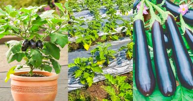 How to Grow and Care for Eggplant?