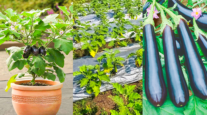 How to Grow and Care for Eggplant?